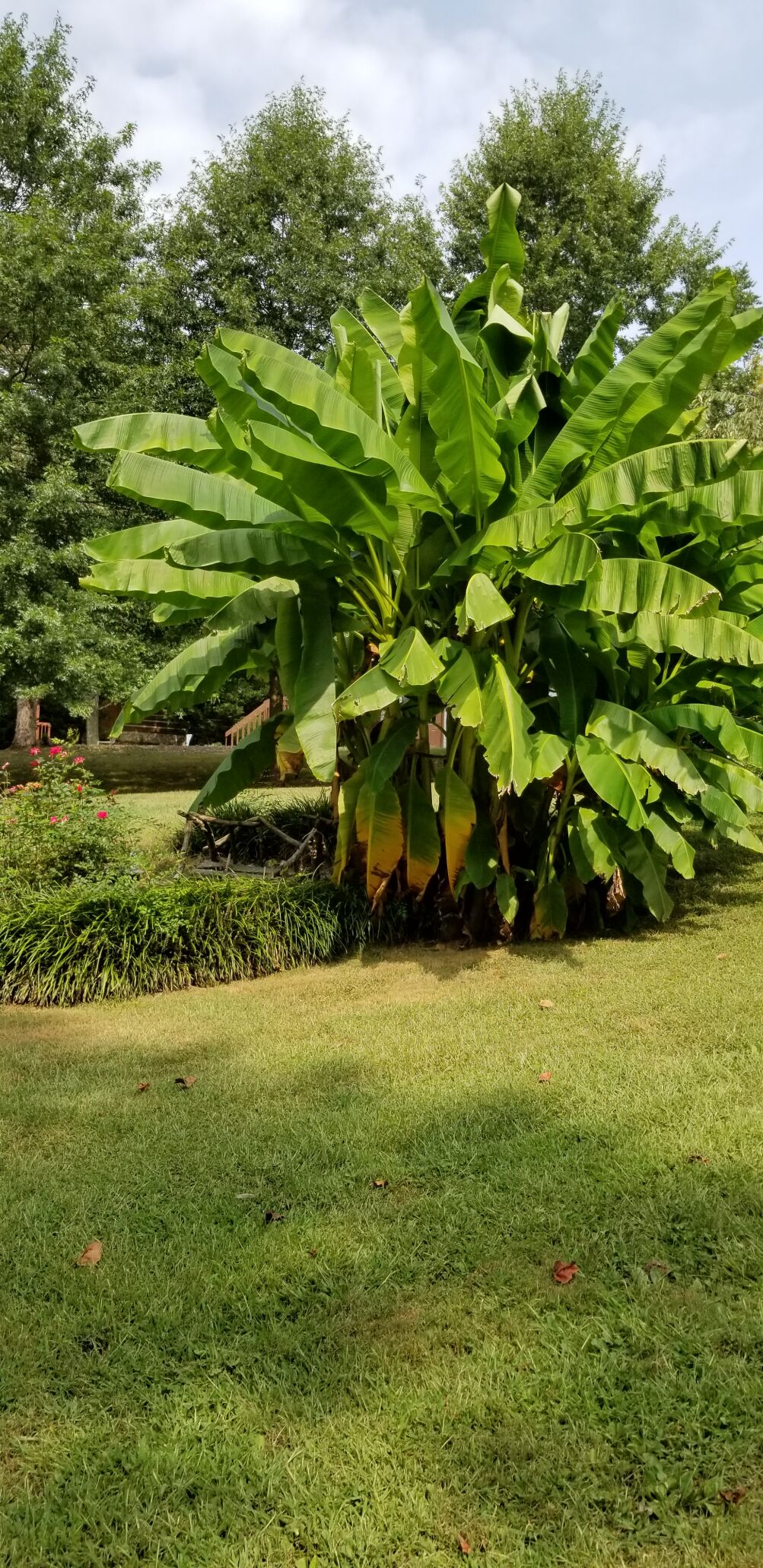 Banana plant